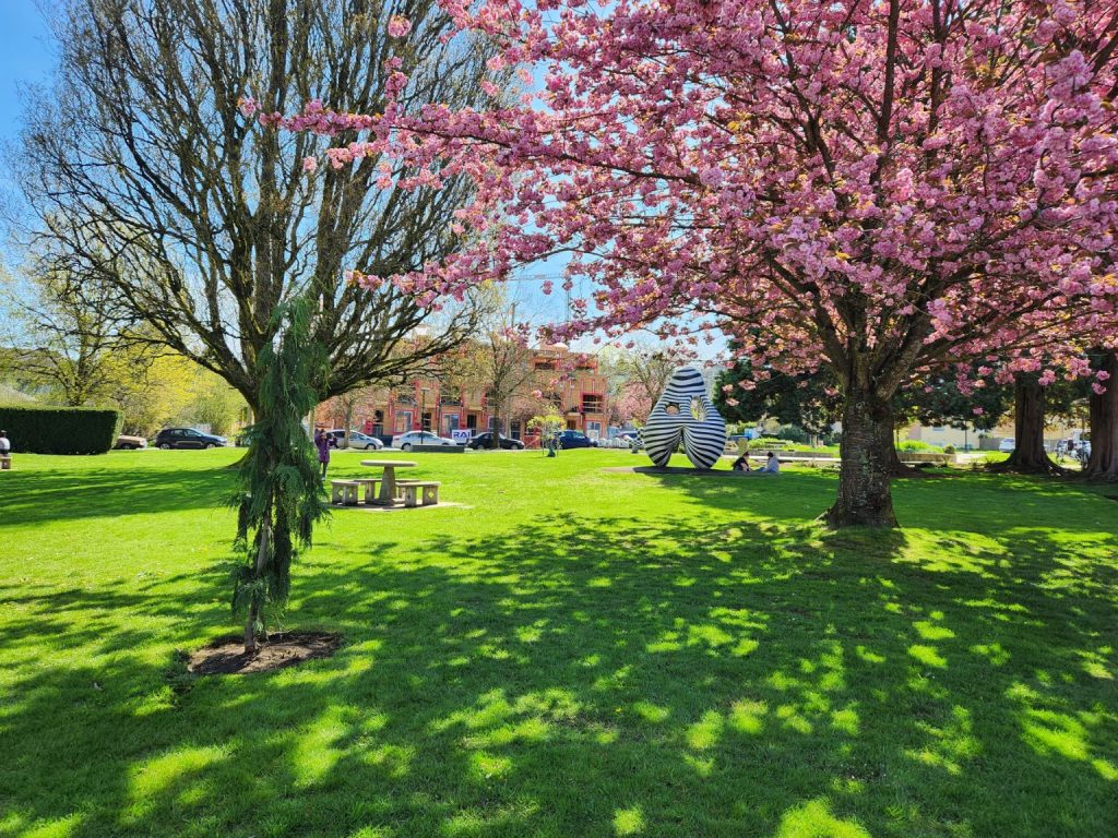 Public park lawn with mature trees, blooming pink cherry blossom trees and a modern art statue. There is also a picnic bench in the centre of the park.