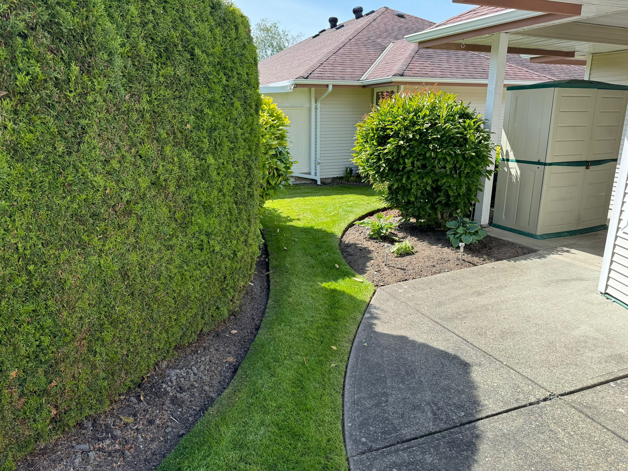 A neatly manicured backyard with a tall, well-trimmed hedge on the left, a curved green lawn, and a small garden bed with shrubs near a white house and storage shed. 