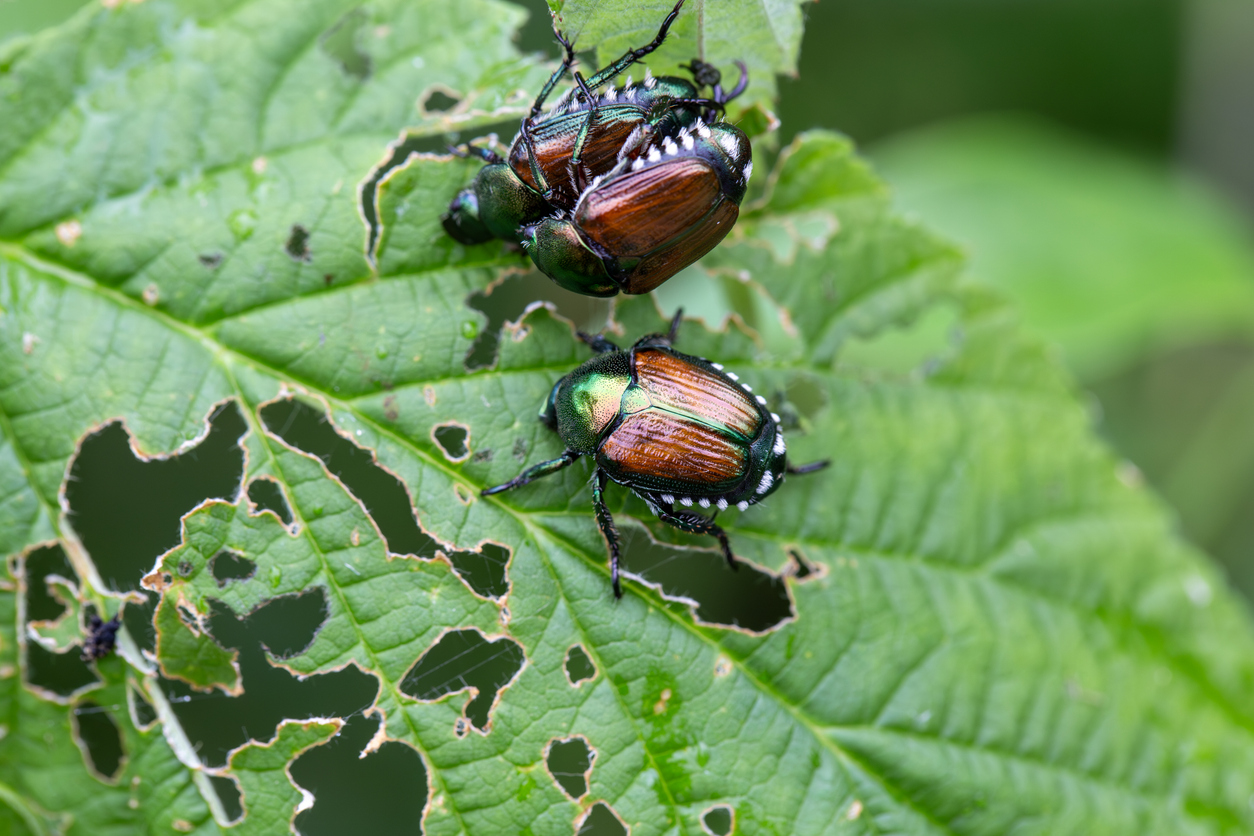 The Japanese Beetle (popillia japonica) is an invasive species to North America.