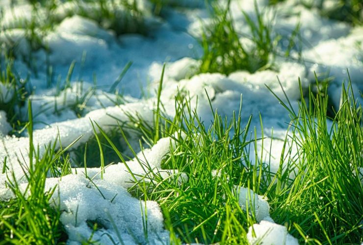 Winter& Early Spring