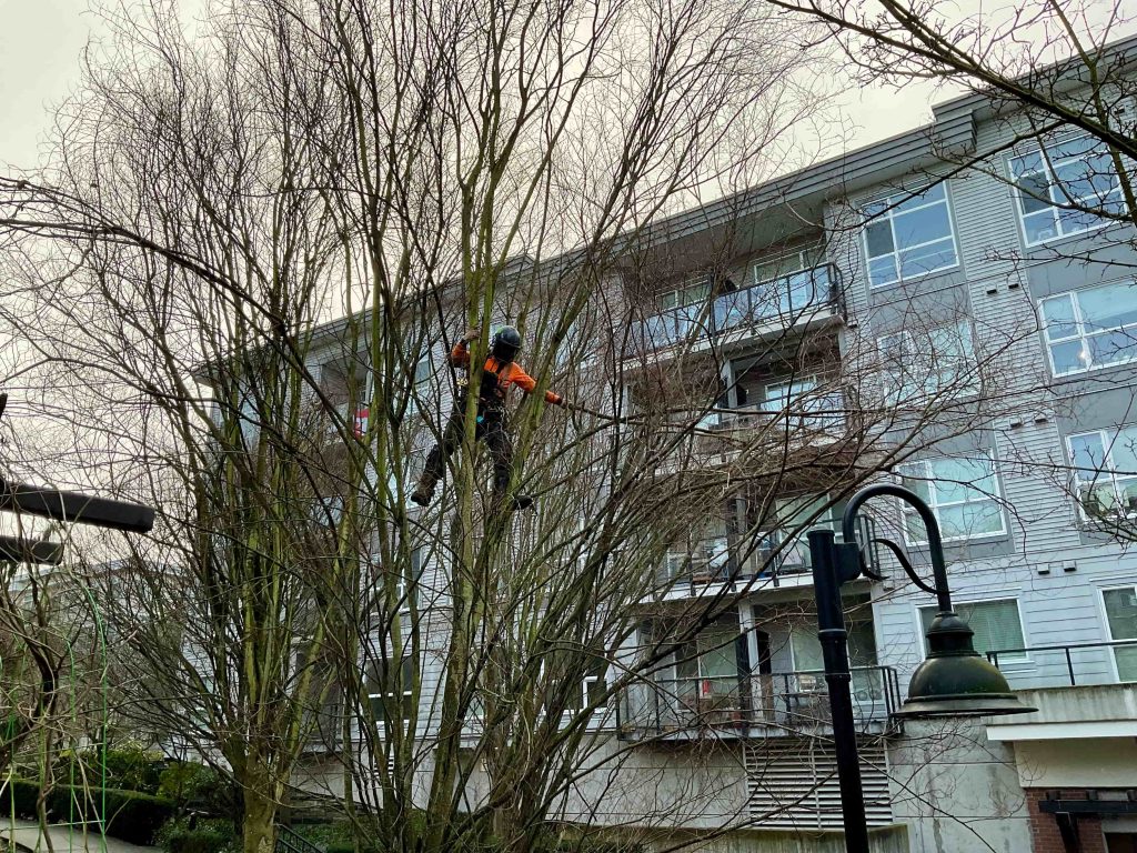 Tree Pruning - Before. Remove excess branches and improve tree structure and health.
