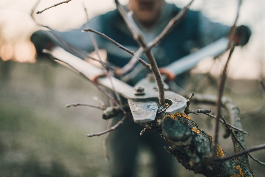 Branch management and pruning for fall season. British Columbia, Canada.