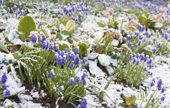 Prepare your garden for the winter season