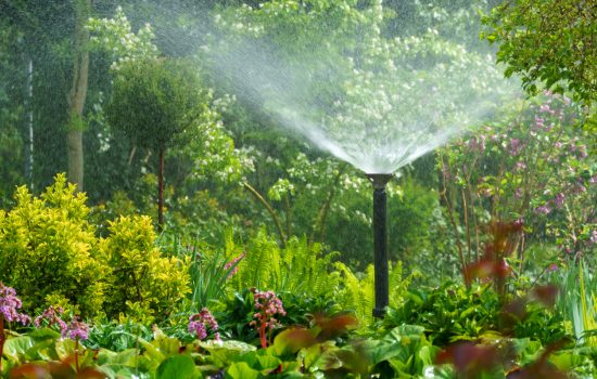 beautiful garden with trees, decorative shrubs and plants being watered with an strong sprinkler