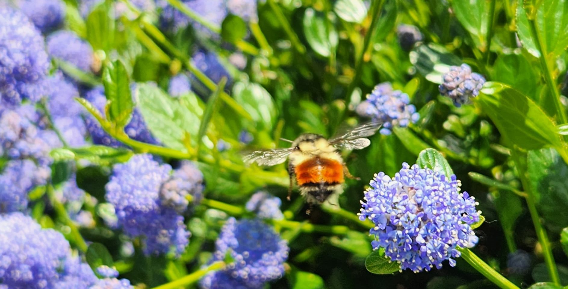 From water-wise planning to chemical-free practices to electric equipment, Premier Landscaping is helping redefine sustainable landscaping for commercial properties across British Columbia.