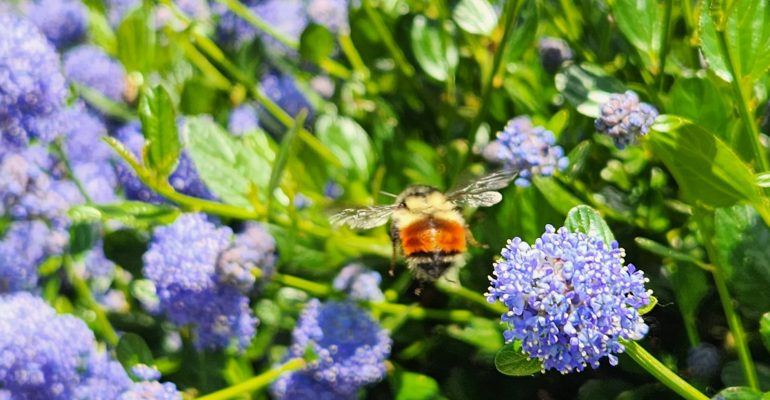 From water-wise planning to chemical-free practices to electric equipment, Premier Landscaping is helping redefine sustainable landscaping for commercial properties across British Columbia.