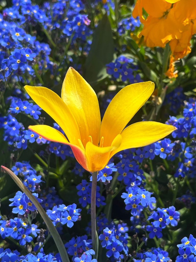 Native and pollinator-friendly plants support biodiversity and reflect our commitment to sustainable, eco-friendly landscaping.