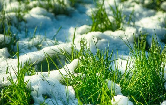 Winter& Early Spring