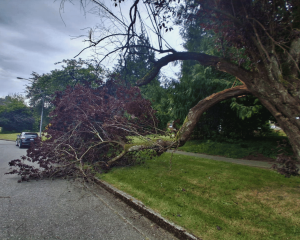 Emergency Tree Removal at Jericho Land