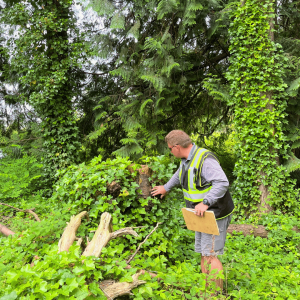 Stump Grinding